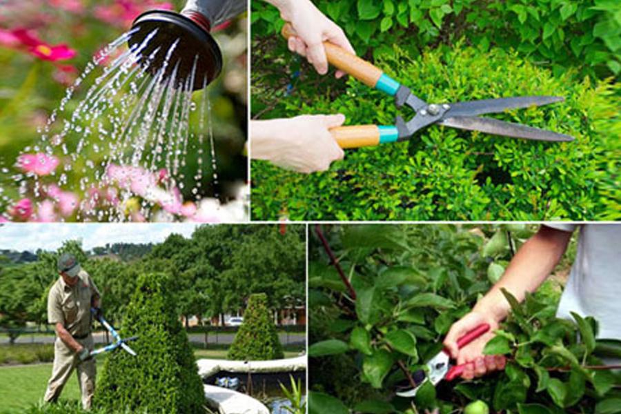 Chăm sóc vườn hoa - cây cảnh